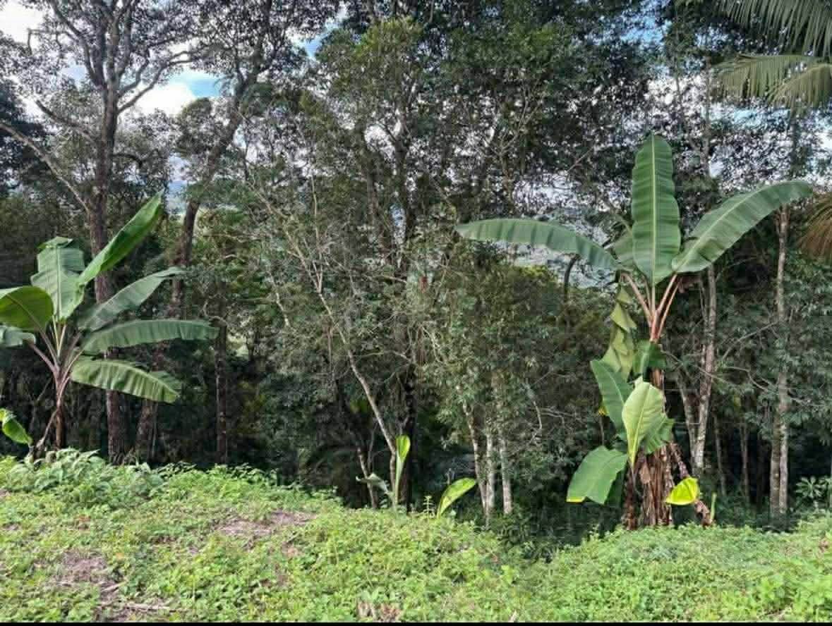 Fazenda, 4000 m² - Foto 9