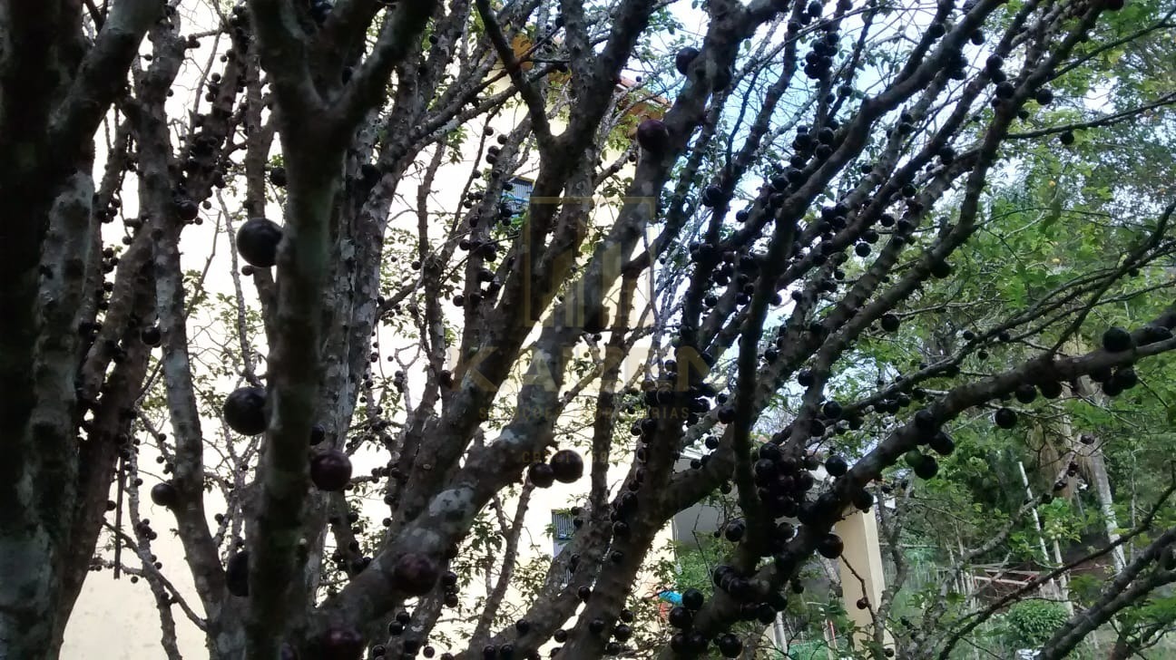 Chácara, 5 quartos, 5000 m² - Foto 3